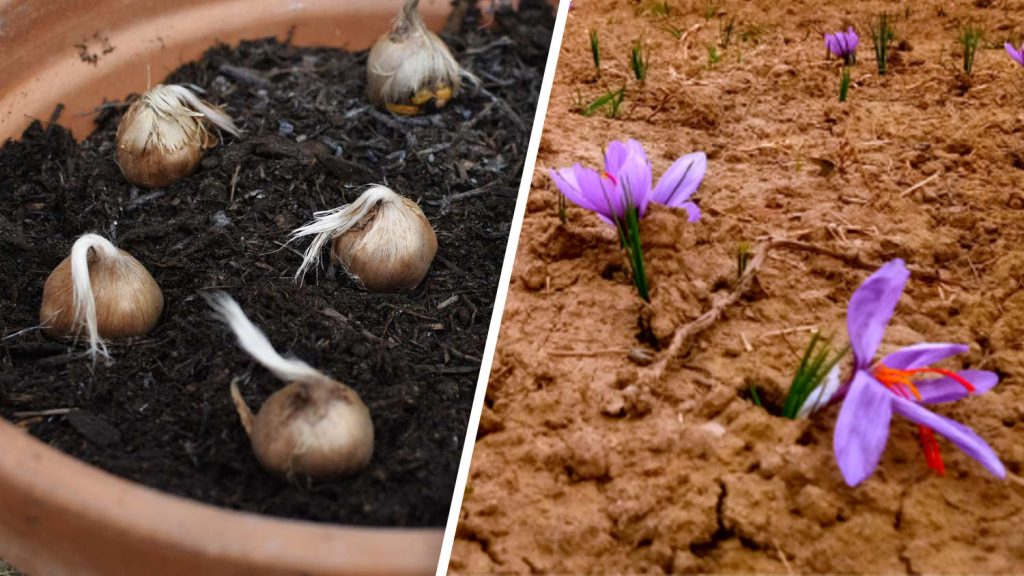 best soil for planting saffron bulbs