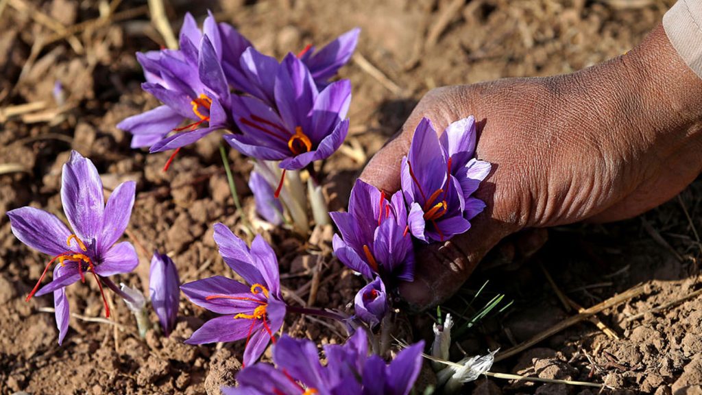 hand harvested saffron in Iran