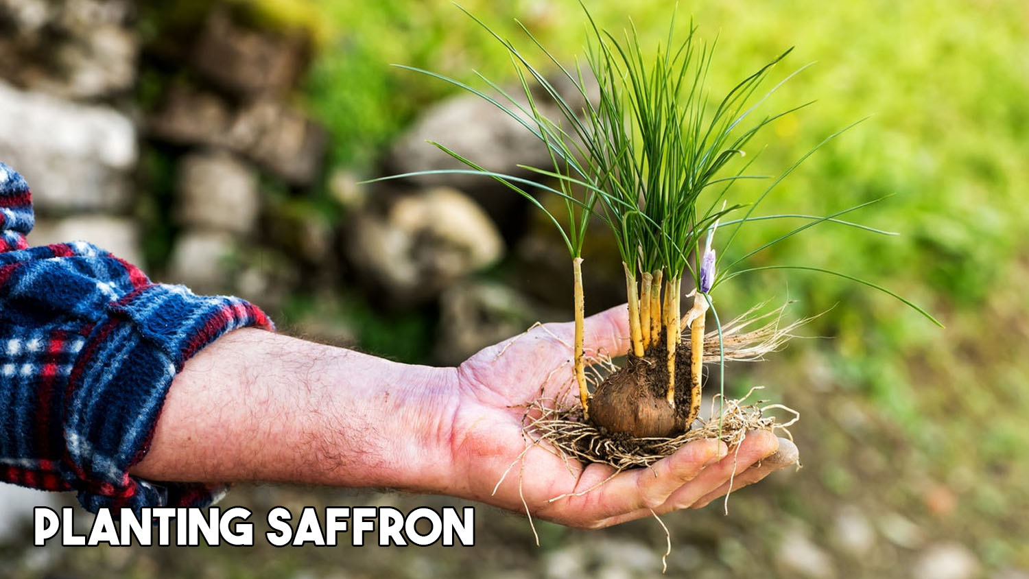 planting saffron from crocus bulbs at home