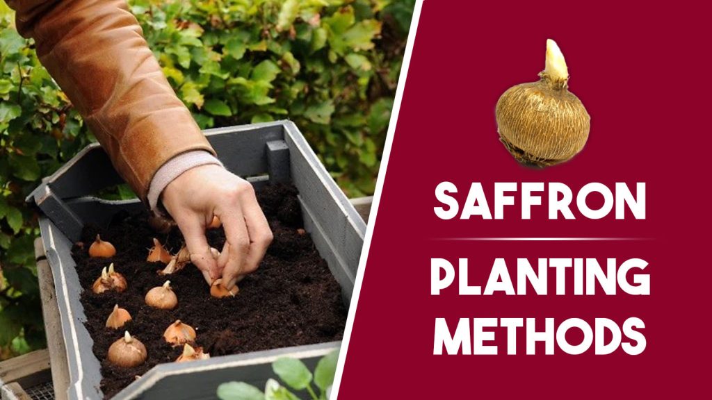 saffron best planting methods