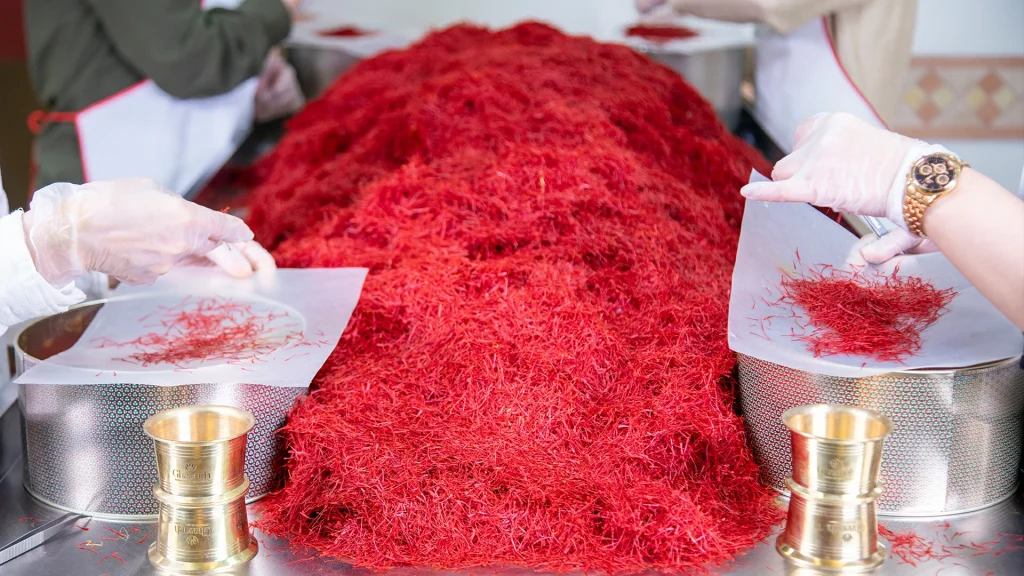 harvesting saffron by hand and drying this delicate expensive flavor ghaaneh brand