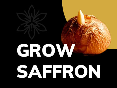 how to grow saffron in home
