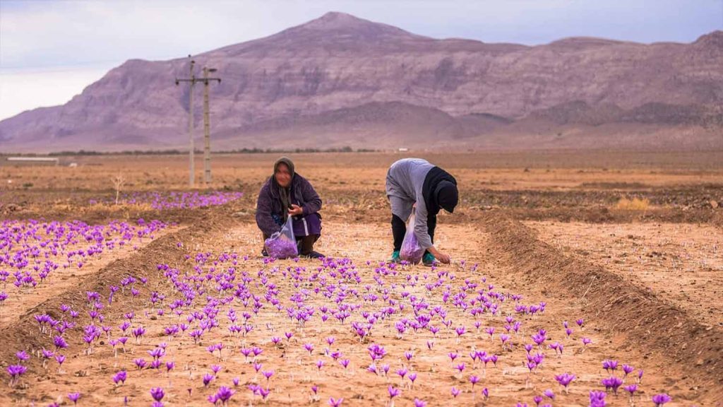 Iran is the highest producing saffron in the world