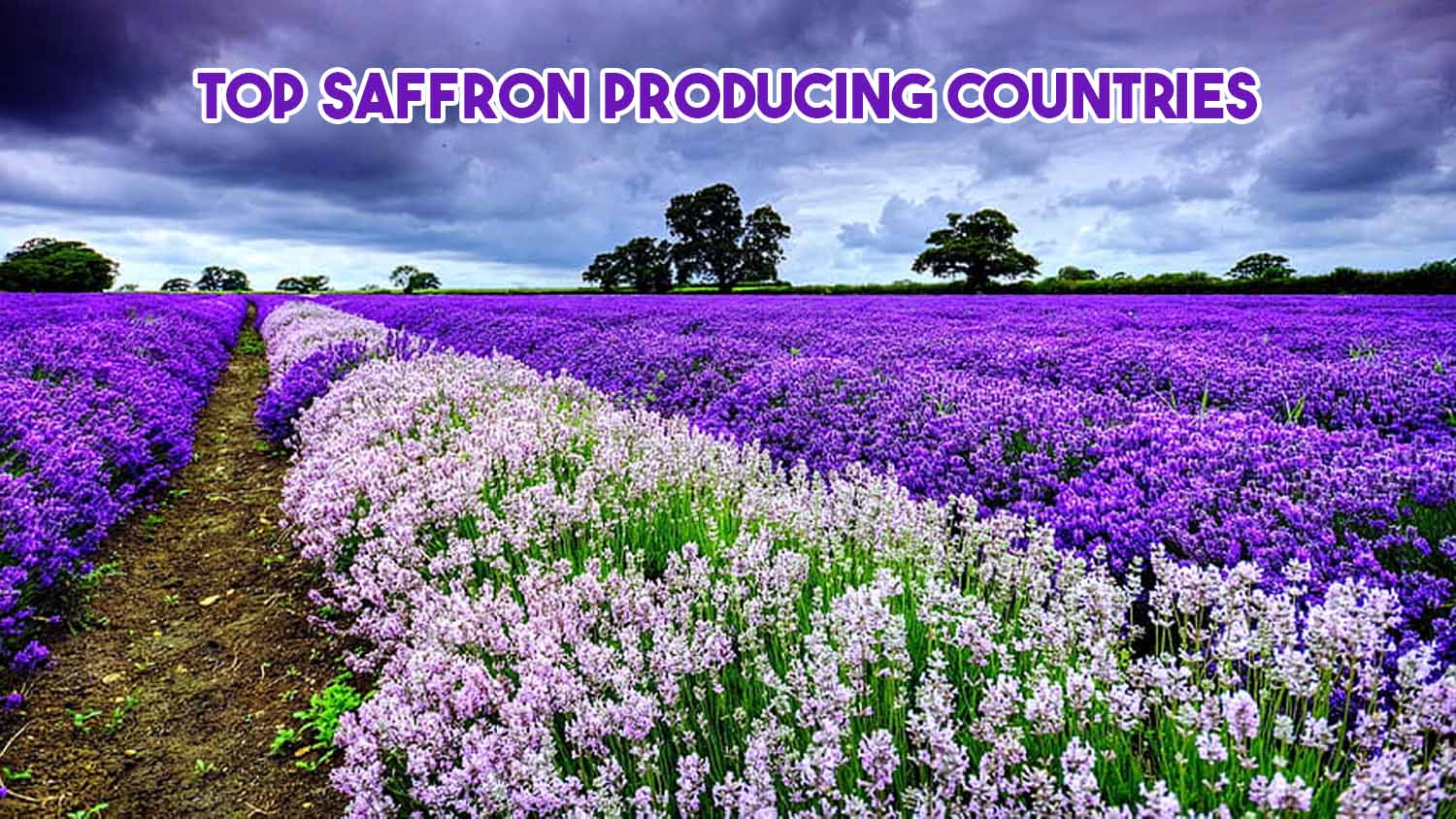 top saffron producing countries