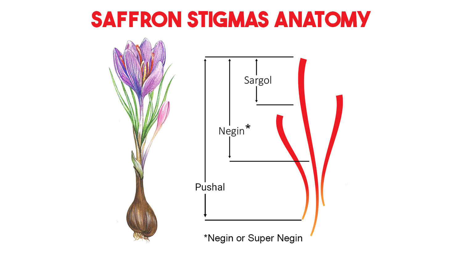 saffron stigma types